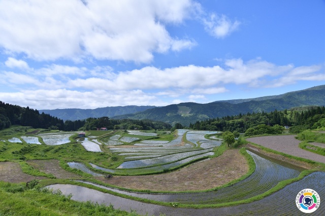 別宮の大カツラ付近