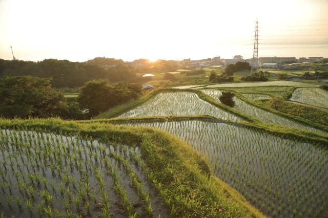 石田の棚田-Ⅱ