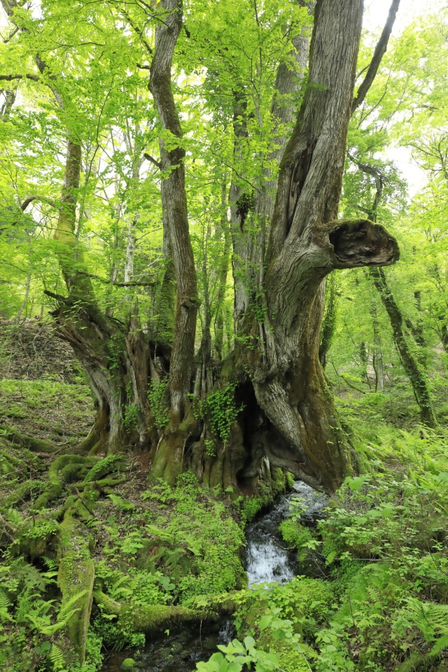 たじま高原植物園-Ⅱ