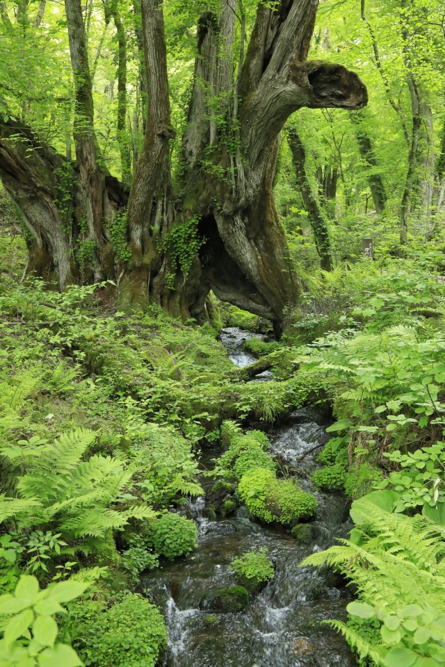 たじま高原植物園-Ⅲ