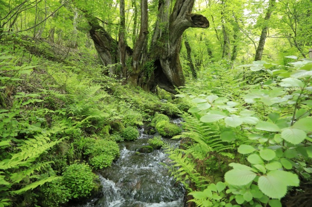 たじま高原植物園-Ⅳ