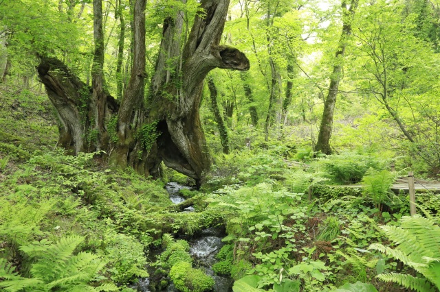 たじま高原植物園-Ⅴ