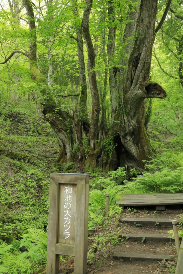 たじま高原植物園-Ⅵ