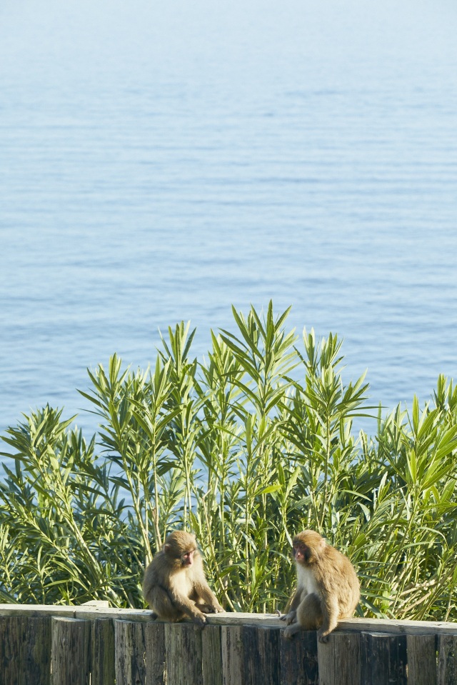 淡路島モンキーセンター-Ⅰ