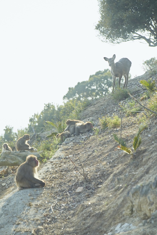 淡路島モンキーセンター-Ⅱ