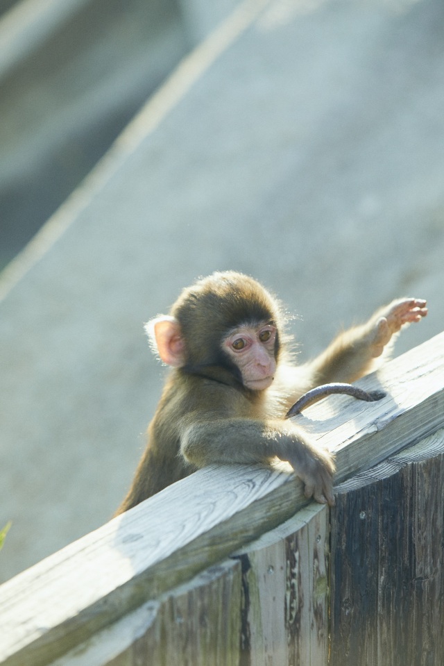 淡路島モンキーセンター-Ⅲ