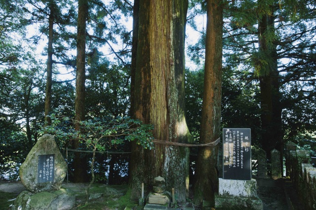 諭鶴羽神社 親子杉