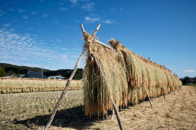 山田錦稲木がけ1