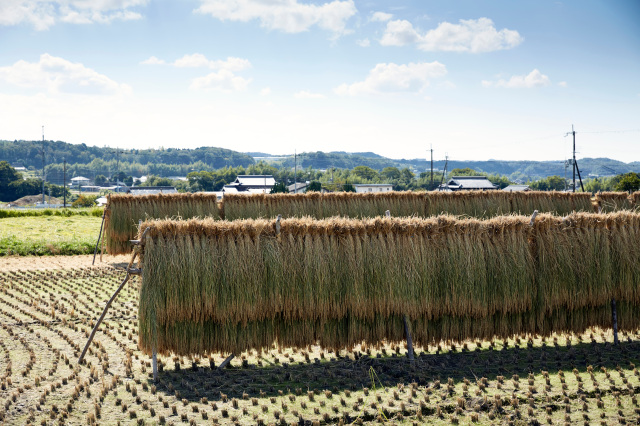 山田錦稲木がけ2