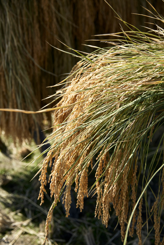 山田錦稲木がけ3