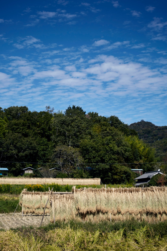 山田錦稲木がけ4