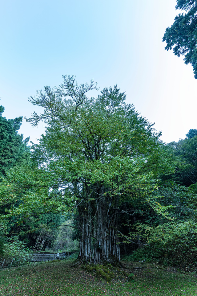 糸井の大カツラ1