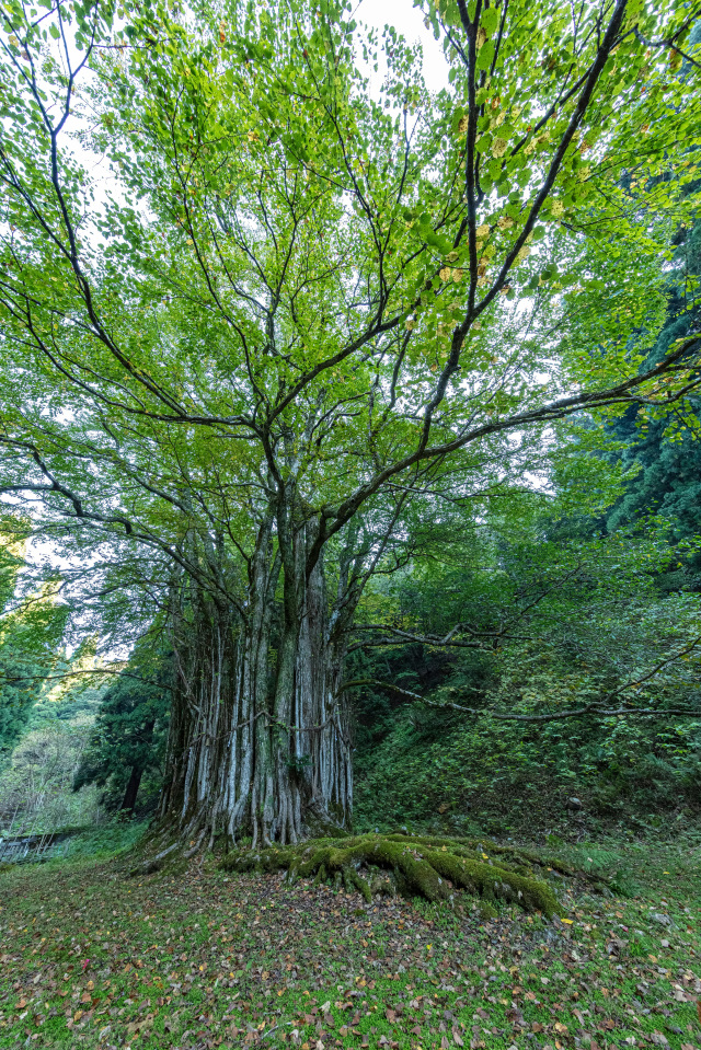 糸井の大カツラ2