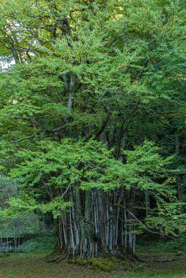 糸井の大カツラ3