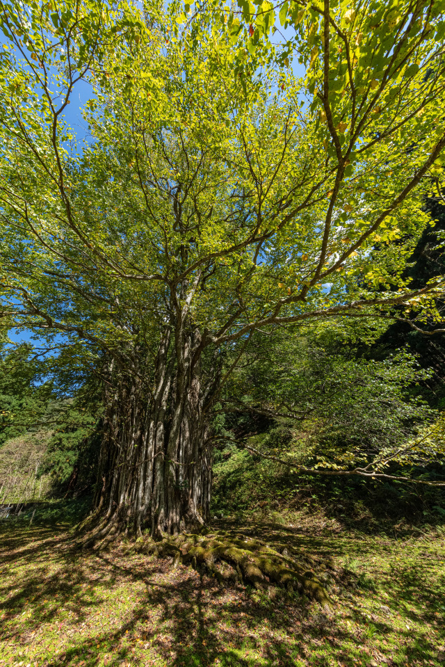 糸井の大カツラ4