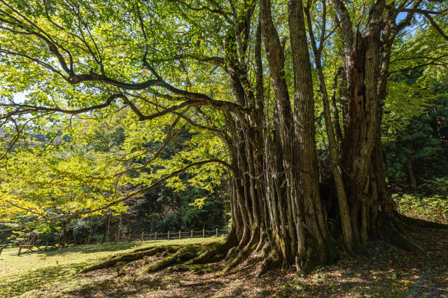 糸井の大カツラ5