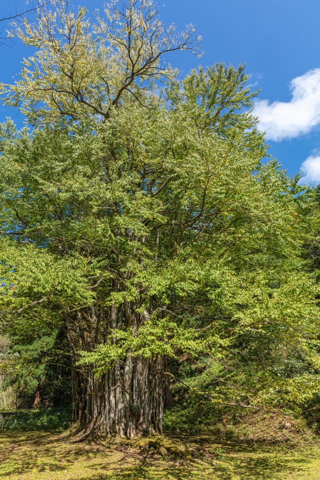 糸井の大カツラ7