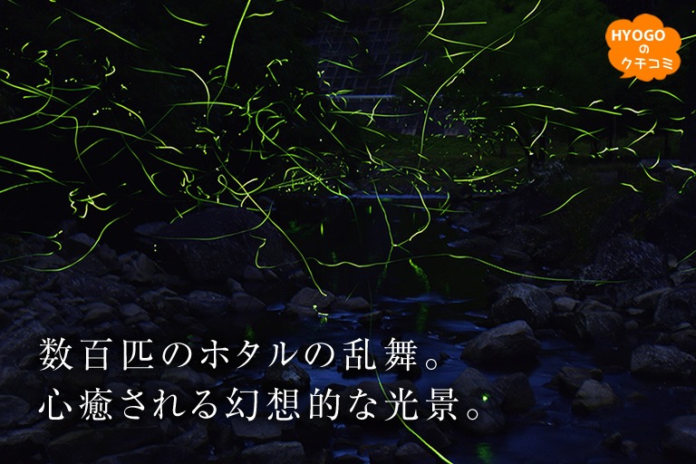 数百匹のホタルの乱舞。心癒される幻想的な光景です。