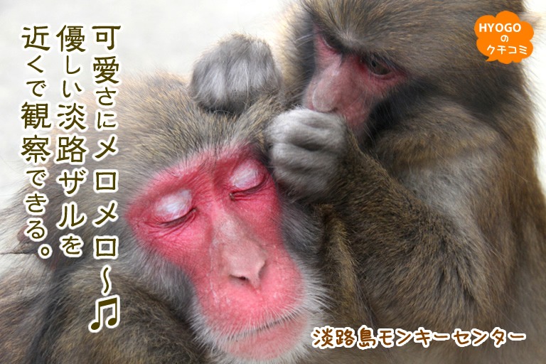 【可愛さにメロメロ～?】優しい淡路ザルを近くで観察できる！淡路島モンキーセンター