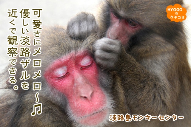 【可愛さにメロメロ～?】優しい淡路ザルを近くで観察できる！淡路島モンキーセンター