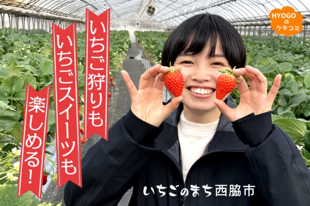 いちご狩りも、いちごスイーツも楽しめる! いちごのまち西脇市。