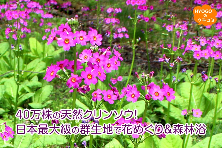 40万株の天然クリンソウ！日本最大級の群生地で花めぐり＆森林浴。