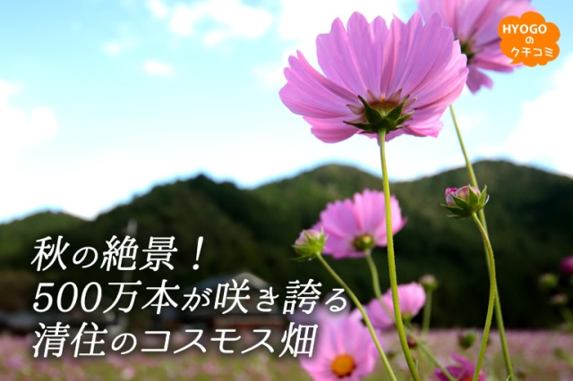 秋の絶景！500万本が咲き誇る。県内最大級の清住のコスモス畑