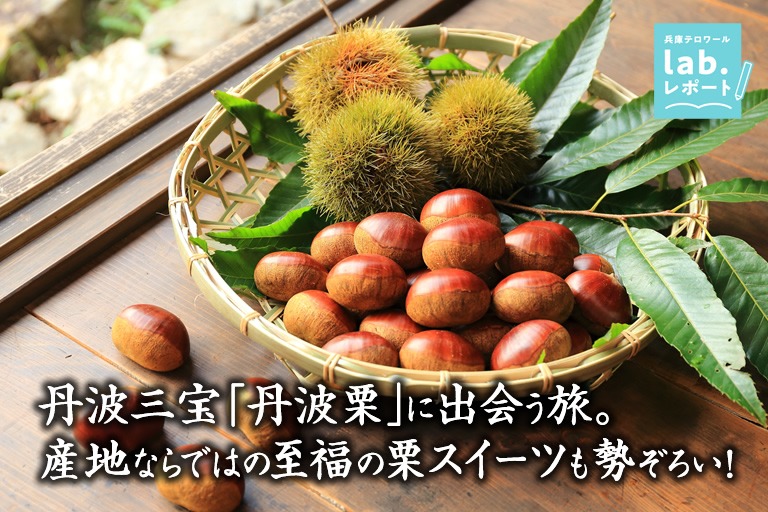 丹波三宝「丹波栗」に出会う旅。産地ならではの至福の栗スイーツも勢ぞろい！-兵庫テロワール旅-