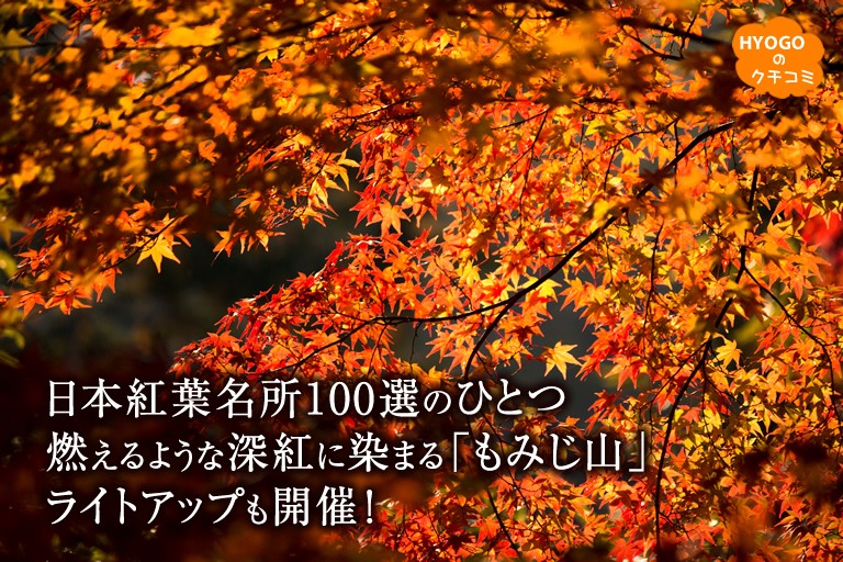 日本紅葉名所100選のひとつ。燃えるような深紅に染まる最上山公園「もみじ山」。ライトアップも開催!