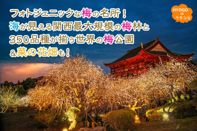フォトジェニックな梅の名所!海が見える関西最大規模の梅林と350品種が揃う世界の梅公園&菜の花畑も!【綾部山梅林/世界の梅公園/黒崎の菜の花畑】