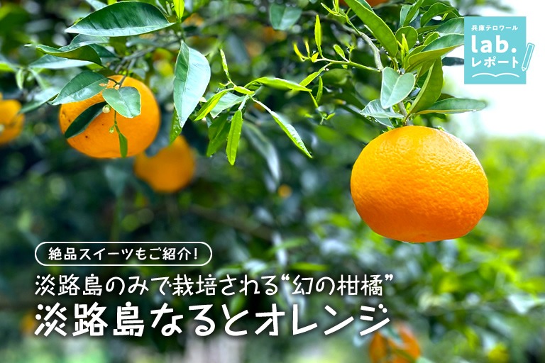 淡路島のみで栽培される“幻の柑橘”「淡路島なるとオレンジ」　その絶品スイーツもご紹介！-兵庫テロワール旅-