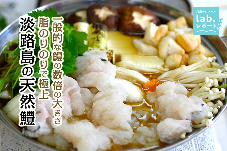 一般的な鱧の数倍の大きさ！脂のりのりで極上 淡路島の天然鱧 -兵庫テロワール旅-