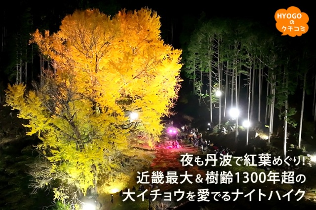 夜も丹波で紅葉めぐり!近畿最大&樹齢1300年超の大イチョウを愛でるナイトハイク【常瀧寺】