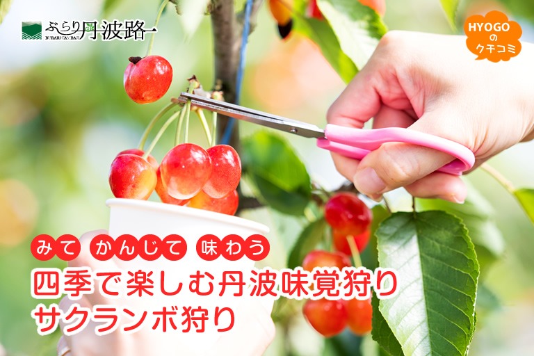 みて かんじて 味わう 四季で楽しむ丹波味覚狩り「サクランボ狩り」【ぶらり丹波路】