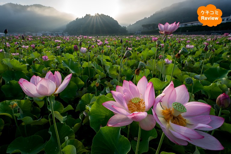 地元カメラマンお墨付き!幻想的な花景色が広がる姫路の「蓮の花苑」