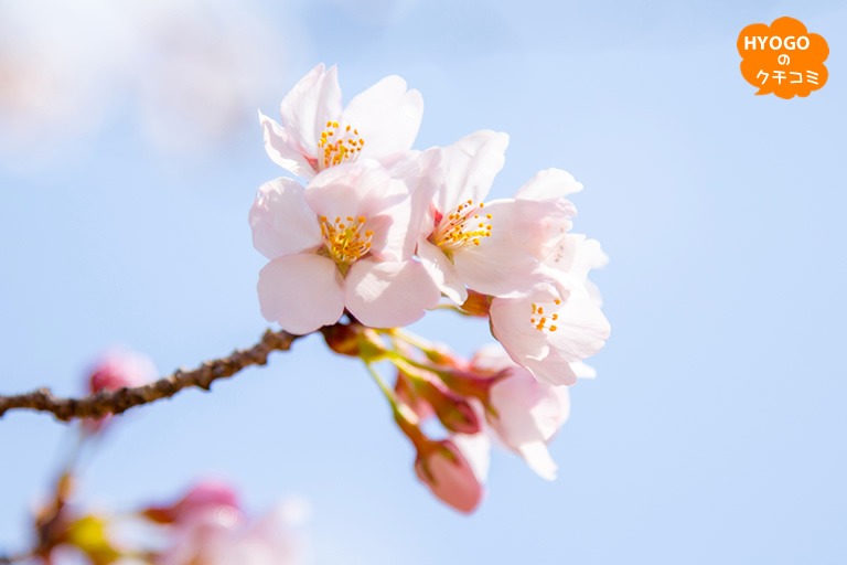ひょうごの花見・桜の名所 - 兵庫県には桜が楽しめる場所がたくさんありますよ♪