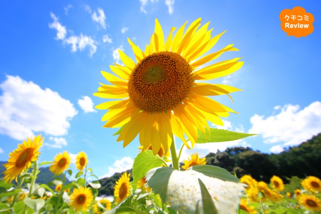 ひまわり畑で夏を満喫！兵庫県には向日葵（ひまわり）が楽しめる場所がたくさんありますよ♪