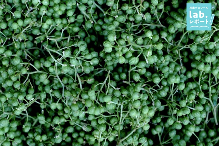 一般的な山椒とは違う!世界のシェフが惚れ込む希少な「朝倉山椒」を食べに行く -兵庫テロワール旅-