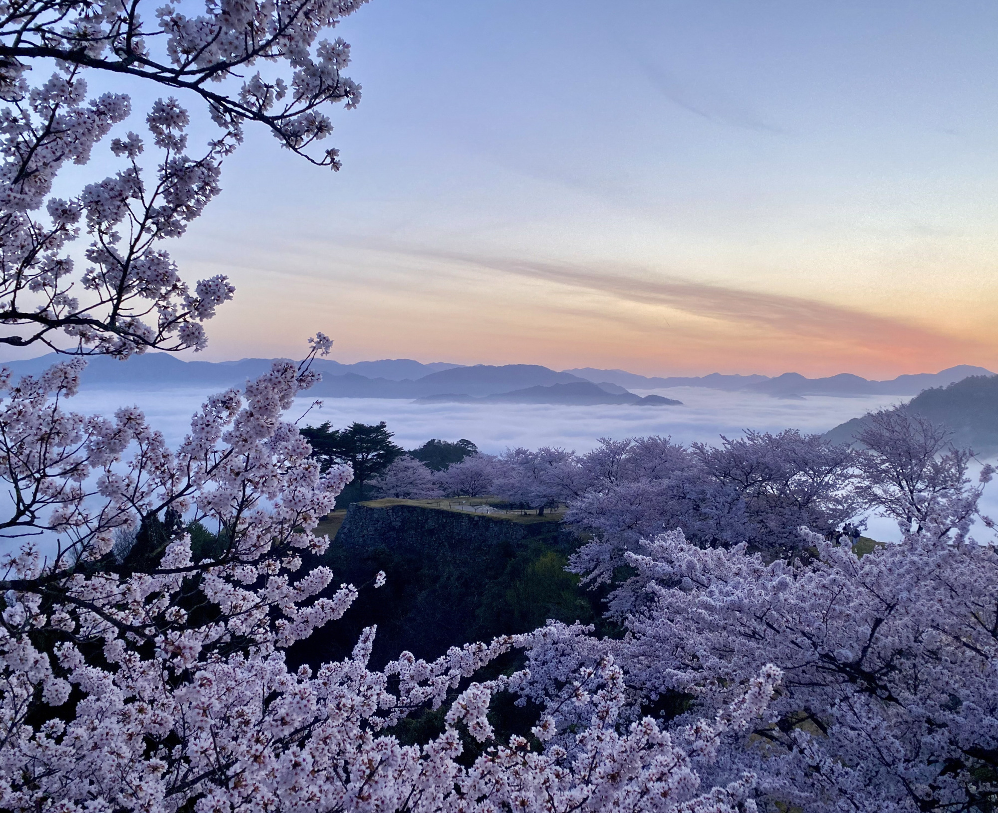 兵庫へ！一味違ったお花見を満喫しましょう！