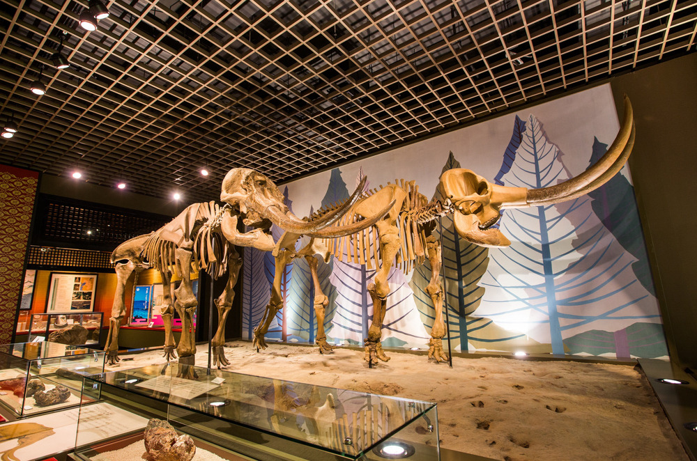 天文科学館 市立文化博物館 魚の棚コース・・・(ゆっくり5時間)