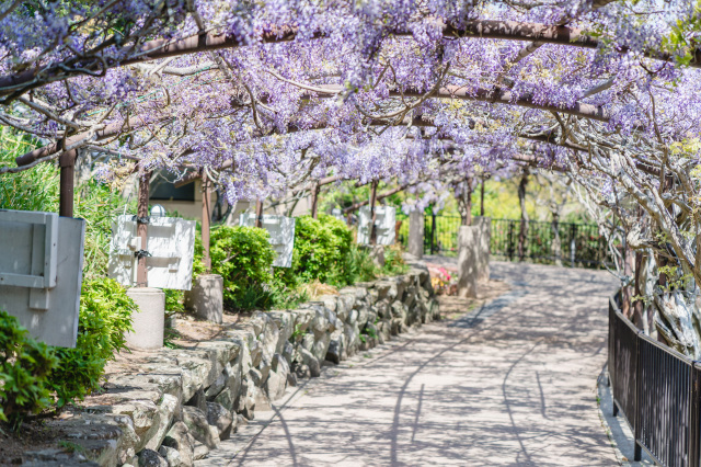 藤の棚トンネル