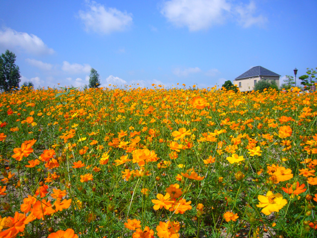 キバナコスモス