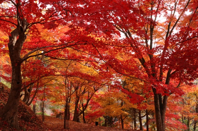最上山公園 もみじ山