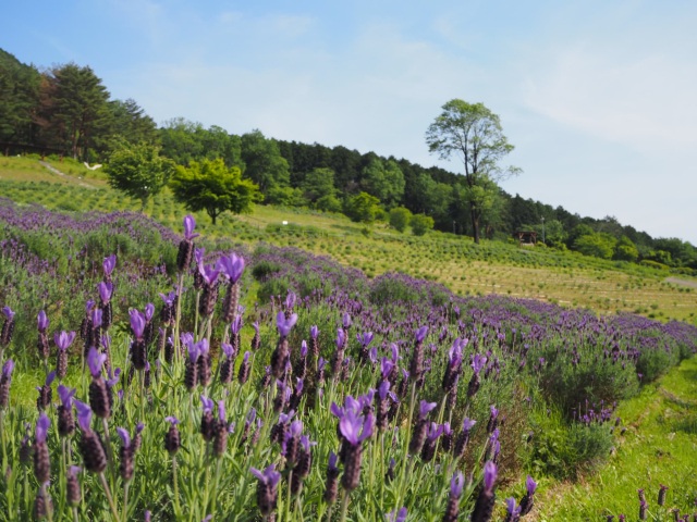 ラベンダーパーク多可