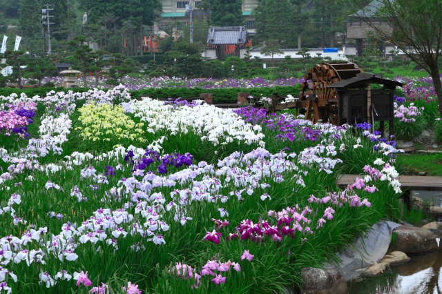 三田／永沢寺花しょうぶ園