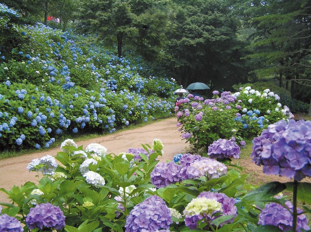 神戸市立森林植物園
