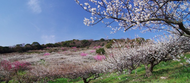 綾部山梅林