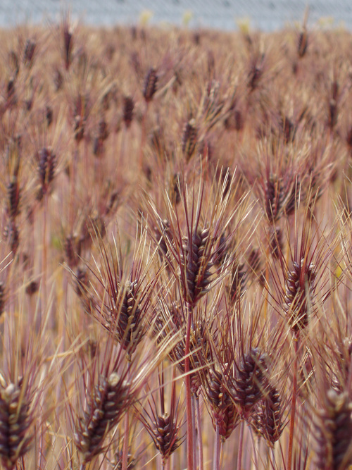 もちむぎのやかた