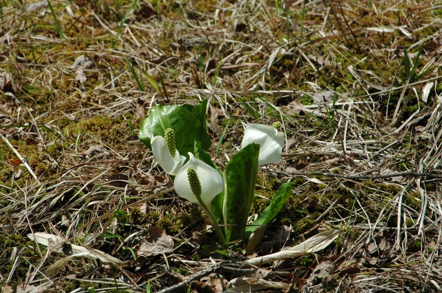ミズバショウ公園
