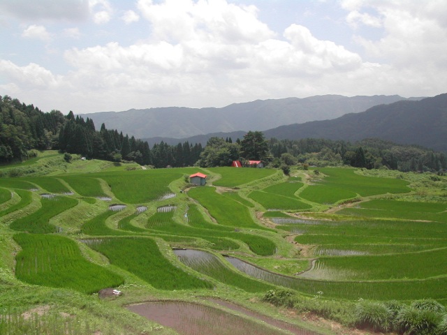 別宮の棚田